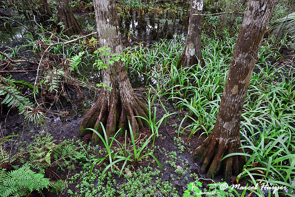 Swamp forest, Fern Forest Nature Center, Coconut Creek, Florida