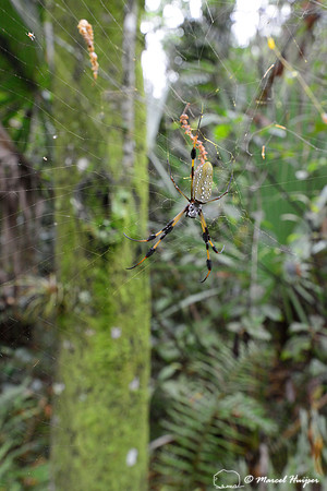 Golden orb-web spider (Nephila clavipes), Florida, USA