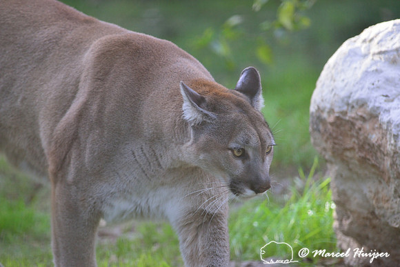 Florida panther (Puma concolor coryi), Florida, USA