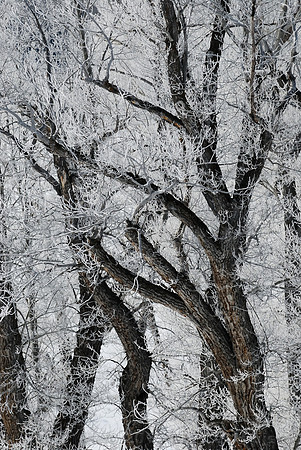 Ice fog on cottonwood trees, Wyoming, USA