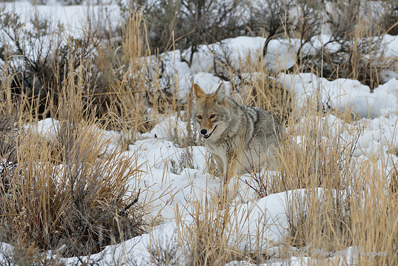 Coyote (Canis latrans) running, Wyoming, USA