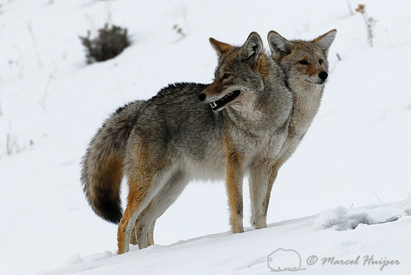 Two-headed coyote (Canis latrans), Wyoming, USA