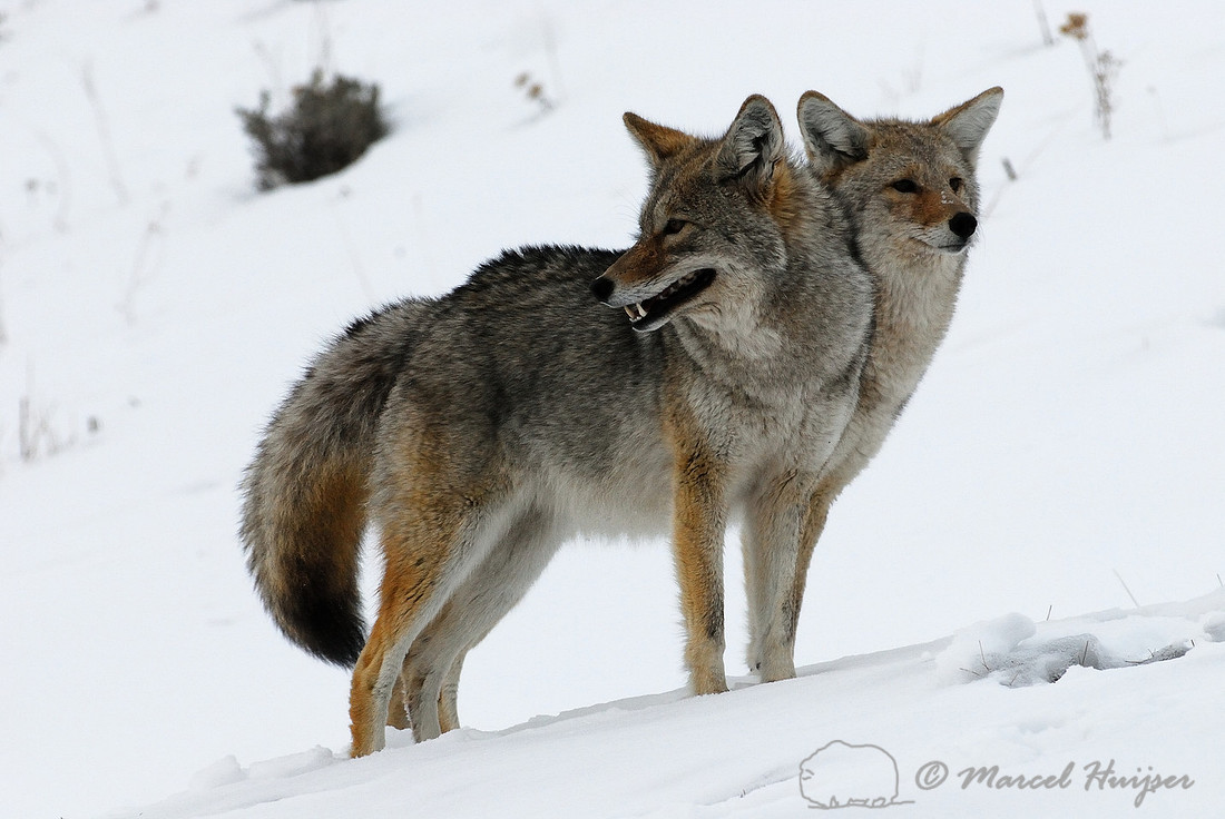 Wildlife: Two-headed coyote (Canis latrans), Wyoming, USA