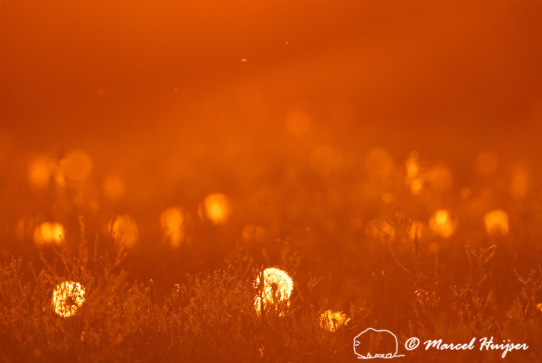 Salsify (Tragopogon spp.) seed heads in a meadow at sunset, Montana, USA