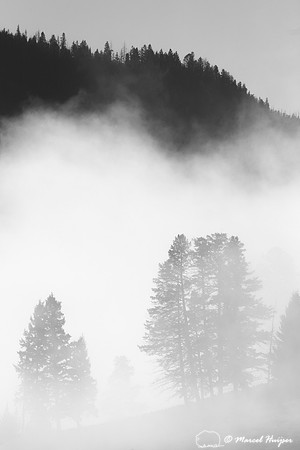 Trees and cliffs in morning fog above Yellowstone River at Tower