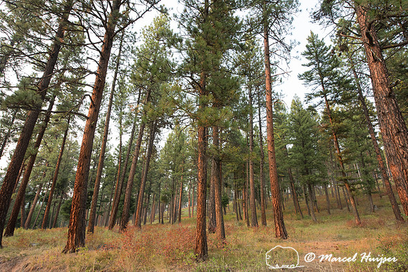 Ponderosa pine (Pinus ponderosa) with yellow light caused by smok