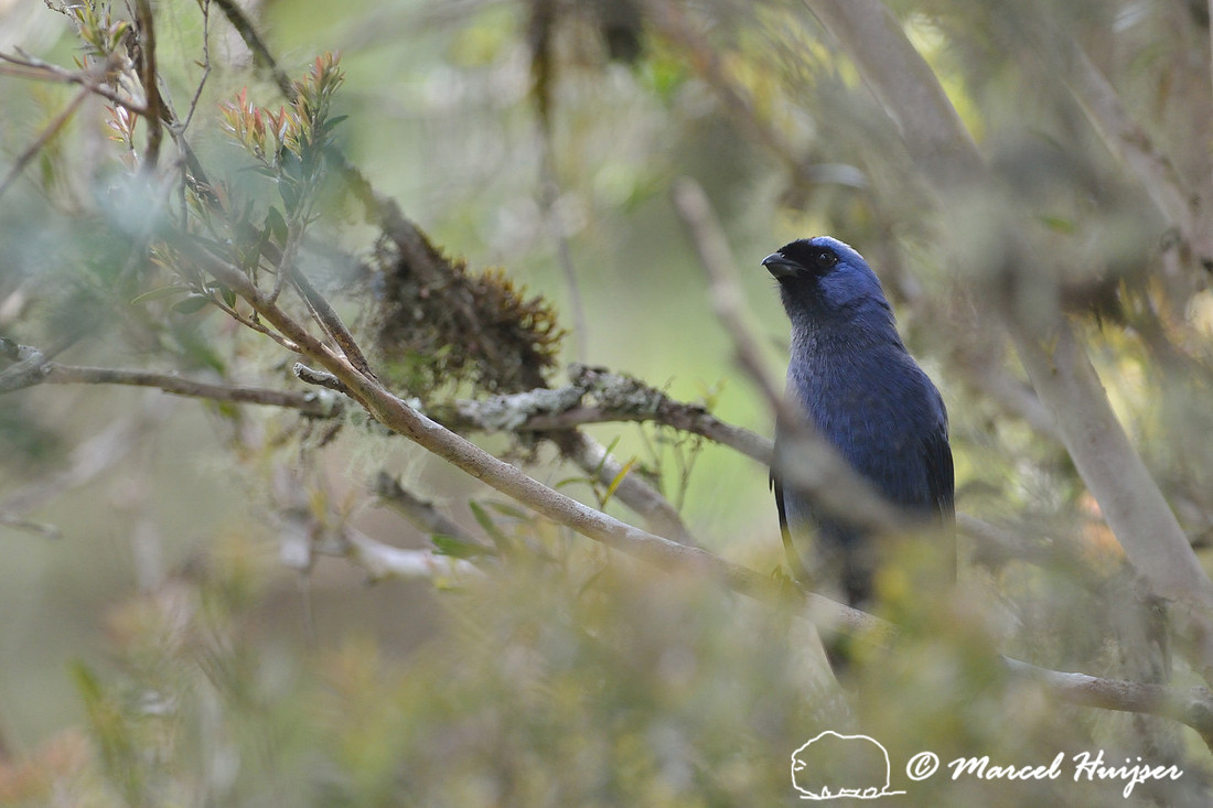 Diademed tanager (Stephanophorus diadematus), Parque Nacional Aparados da Serra, Cânion Itaimbezinho, Rio Grande do Sul, Brazil
