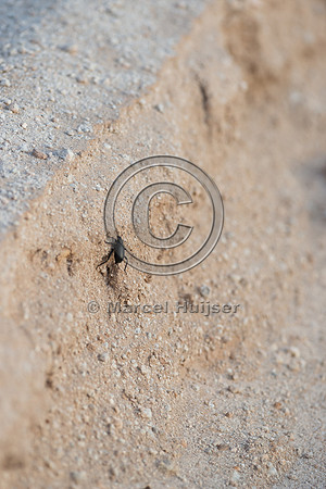 Pinacate beetle (Eleodes sp.) on dirt road, Barry M. Goldwater R