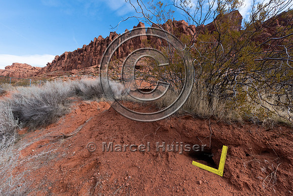 Burrow of Mojave desert tortoise (Gopherus agassizii), St. Georg