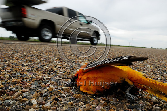 Bullock's oriole, (Icterus bullockii) roadkill, Montana, USA