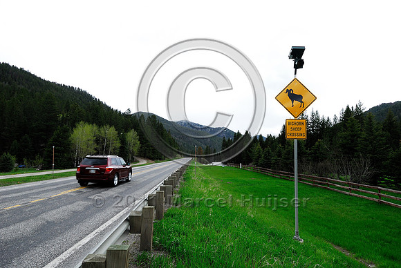 Bighorn sheep (Ovis canadensis) crossing wildlife warning sign, US Hwy 191, Big Sky, MT