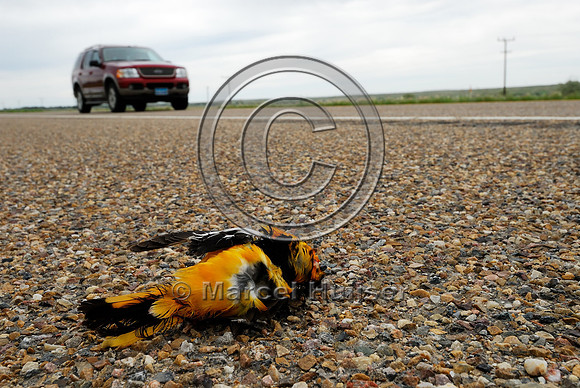 Bullock's oriole, (Icterus bullockii) roadkill, Montana, USA