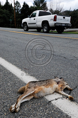 Black-tailed jackrabbit (Lepus californicus) roadkill, near Ft Jones, California, USA