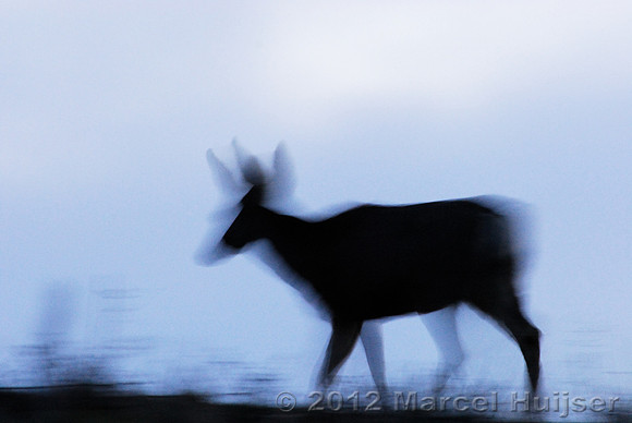 Mule deer (Odocoileus hemionus) doe against an evening sky, Montana, USA