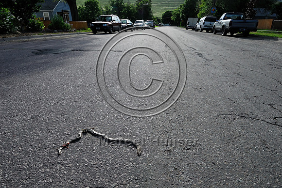 Rubber boa (Charina bottae) road kill, Missoula, MT