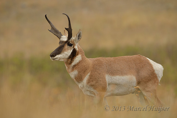 Pronghorn (Antilocapra americana), Montana, USA