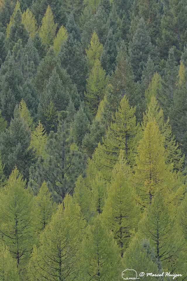 Western larch (Larix occidentalis) turning color in the fall, Rattlesnake Wilderness, Montana, USA