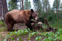 American black bear (Ursus americanus) at the old deer carcass,
