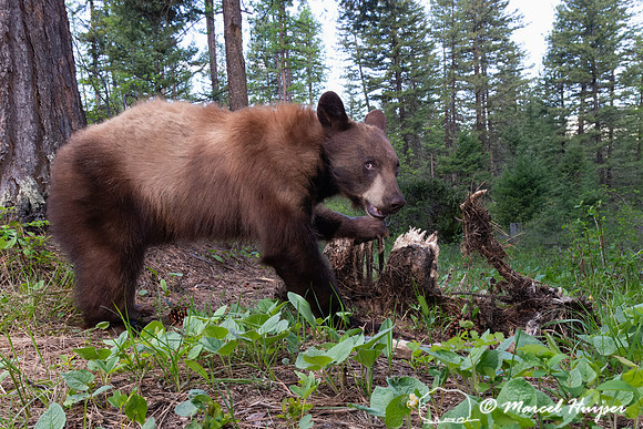 American black bear (Ursus americanus) at the old deer carcass,