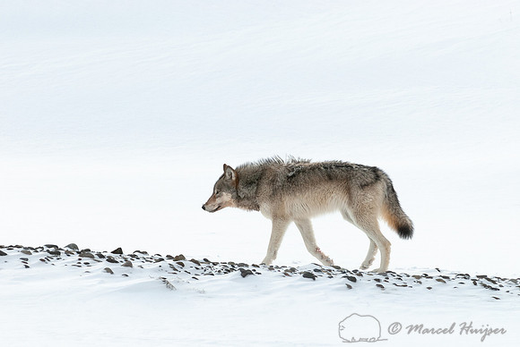 Gray wolf (Canis lupus), Wyoming