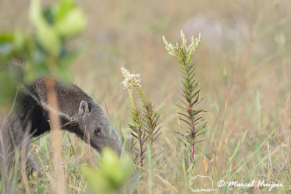 Giant anteater (Myrmecophaga tridactyla), Parque Nacional da Serra da Canastra, Minas Gerais, Brazil