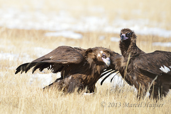 Cinereous Vulture (Aegypius monachus), Khentii, Mongolia