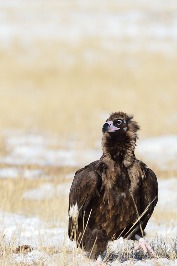 Asian wildlife: Cinereous Vulture (Aegypius monachus), Khentii, Mongolia