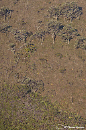Atlantic forest in clouds, near Parque Nacional da Serra da Bocaina, São Paulo, Brazil