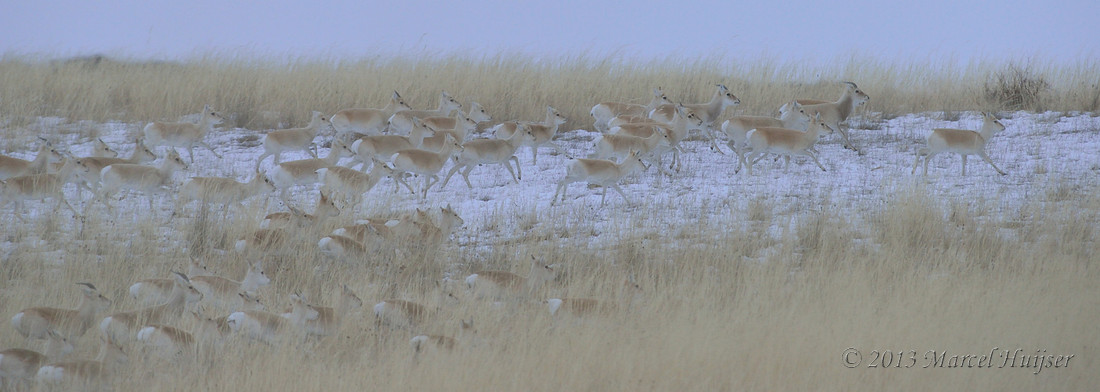 Mongolian gazelles (Procapra gutturosa), running in grassland, Khentii, Mongolia