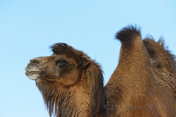 Domesticated bactrian camel (Camelus bactrianus), near Omnodelger, Khentii, Mongolia