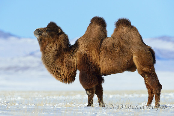 Domesticated bactrian camel (Camelus bactrianus), near Omnodelger, Khentii, Mongolia