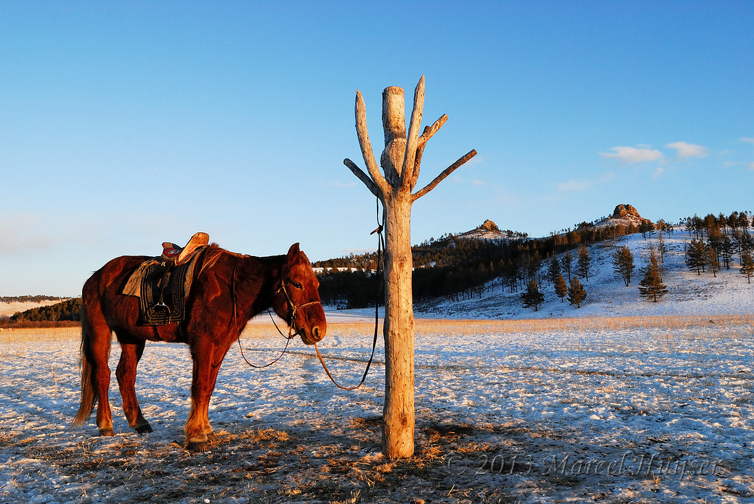 Saddled horse at nomad camp along Onon river, near Norovlin, Khentii, Mongolia