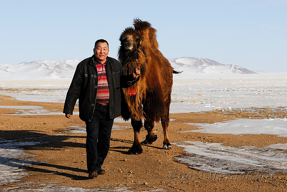 Suuri caught a domesticated bactrian camel (Camelus bactrianus), near Omnodelger, Khentii, Mongolia