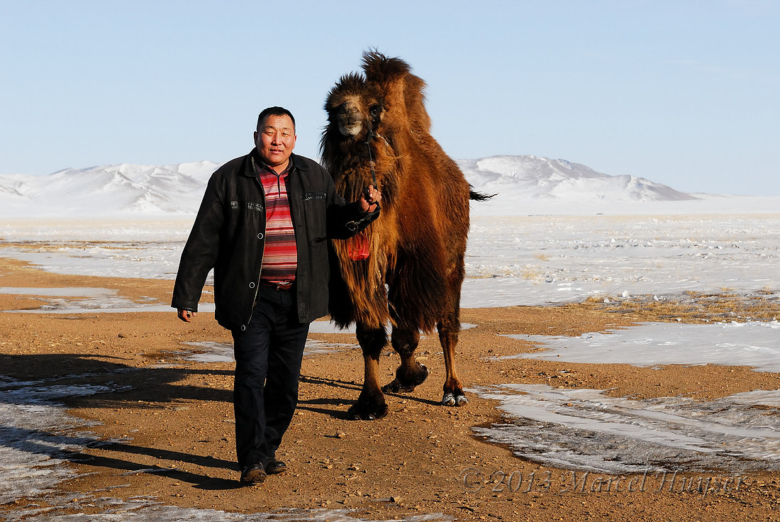 Suuri caught a domesticated bactrian camel (Camelus bactrianus), near Omnodelger, Khentii, Mongolia