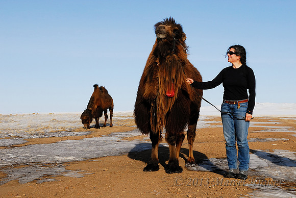 Bethanie with a domesticated bactrian camel (Camelus bactrianus), near Omnodelger, Khentii, Mongolia