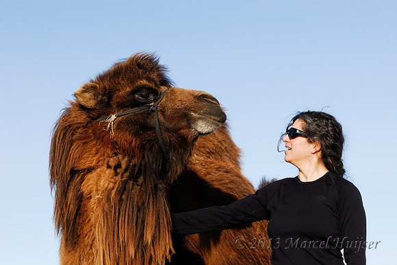 Bethanie with a domesticated bactrian camel (Camelus bactrianus), near Omnodelger, Khentii, Mongolia