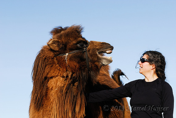 Bethanie with a domesticated bactrian camel (Camelus bactrianus), near Omnodelger, Khentii, Mongolia