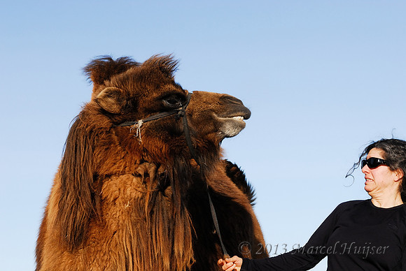Bethanie faces off with an agitated domesticated bactrian camel (Camelus bactrianus), near Omnodelger, Khentii, Mongolia