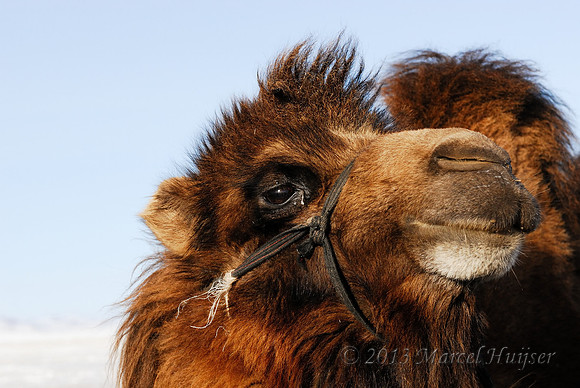 Domesticated bactrian camel (Camelus bactrianus), near Omnodelger, Khentii, Mongolia