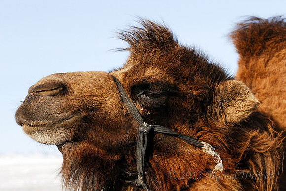 Domesticated bactrian camel (Camelus bactrianus), near Omnodelger, Khentii, Mongolia