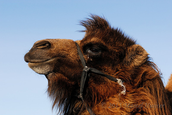 Domesticated bactrian camel (Camelus bactrianus), near Omnodelger, Khentii, Mongolia