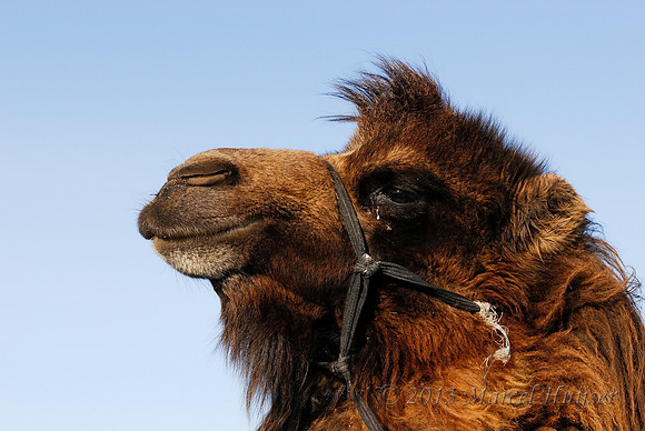 Domesticated bactrian camel (Camelus bactrianus), near Omnodelger, Khentii, Mongolia