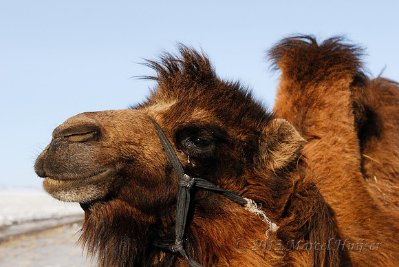 Domesticated bactrian camel (Camelus bactrianus), near Omnodelger, Khentii, Mongolia
