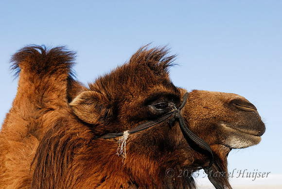 Domesticated bactrian camel (Camelus bactrianus), near Omnodelger, Khentii, Mongolia