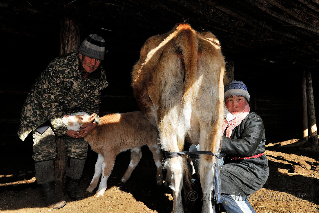 Milking cows at Nara