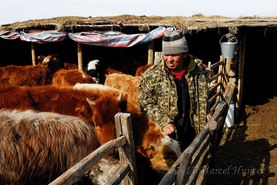Milking cows at Nara