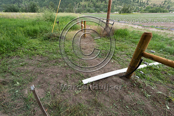 Installing electric fence and gates at a melon field to keep bla