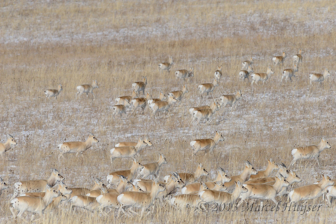 Asian wildlife: Mongolian gazelles (Procapra gutturosa) in winter, Khentii, Mongolia
