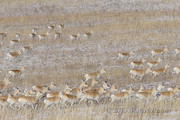 Mongolian gazelles (Procapra gutturosa), near Norovlin, Khentii, Mongolia
