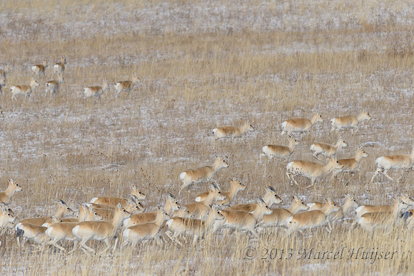 Mongolian gazelles (Procapra gutturosa), near Norovlin, Khentii, Mongolia